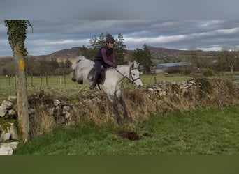 Connemara, Gelding, 5 years, 14.2 hh, Grey