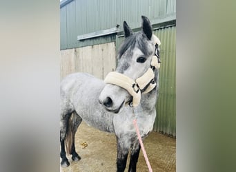 Connemara, Gelding, 5 years, 14.2 hh, Grey