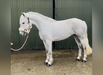 Connemara, Gelding, 5 years, 14.2 hh, Grey