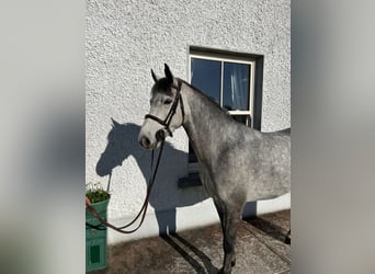 Connemara, Gelding, 5 years, 14.2 hh, Grey