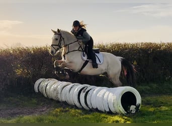 Connemara, Gelding, 5 years, 14.3 hh, Dun