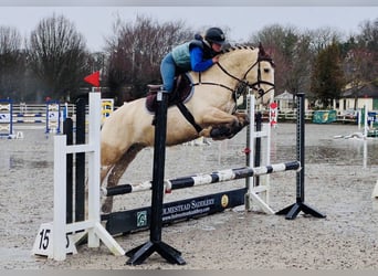 Connemara, Gelding, 5 years, 14.3 hh, Dun