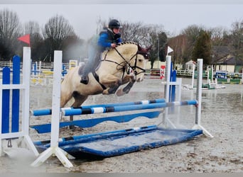 Connemara, Gelding, 5 years, 14.3 hh, Dun