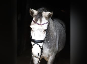 Connemara Mix, Gelding, 5 years, 14,3 hh, Gray-Blue-Tan