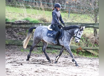 Connemara Mix, Gelding, 5 years, 14,3 hh, Gray-Blue-Tan