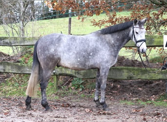 Connemara Mix, Gelding, 5 years, 14,3 hh, Gray-Blue-Tan