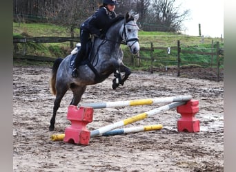 Connemara Mix, Gelding, 5 years, 14,3 hh, Gray-Blue-Tan