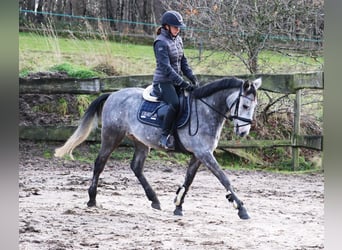 Connemara Mix, Gelding, 5 years, 14,3 hh, Gray-Blue-Tan