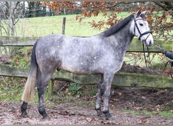 Connemara Mix, Gelding, 5 years, 14,3 hh, Gray-Blue-Tan