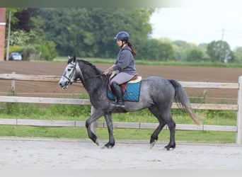 Connemara, Gelding, 5 years, 14.3 hh, Grey-Blue-Tan