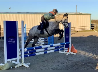 Connemara, Gelding, 5 years, 14.3 hh, Grey