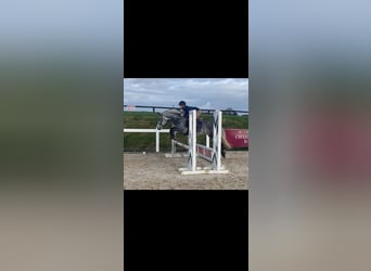 Connemara, Gelding, 5 years, 14 hh, Gray-Dapple