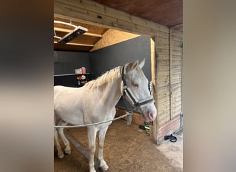 Connemara, Gelding, 5 years, 14 hh, Perlino