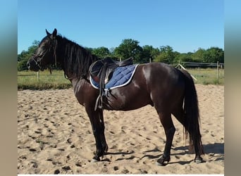 Connemara, Gelding, 5 years, 14,1 hh, Black