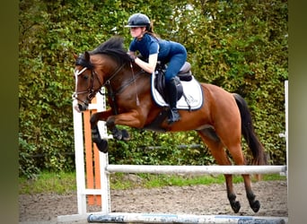 Connemara, Gelding, 5 years, 14,1 hh, Brown-Light