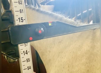 Connemara, Gelding, 5 years, 14,1 hh, Gray