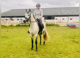 Connemara, Gelding, 5 years, 14,1 hh, Gray