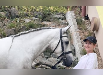 Connemara, Gelding, 5 years, 14,1 hh, Grey-Blue-Tan