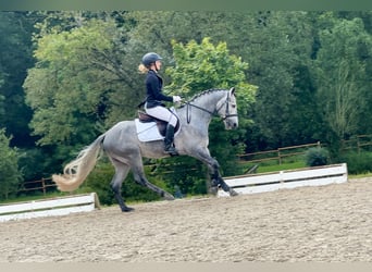Connemara, Gelding, 5 years, 14,1 hh, Grey-Dark-Tan