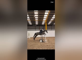 Connemara, Gelding, 5 years, 14,2 hh, Gray