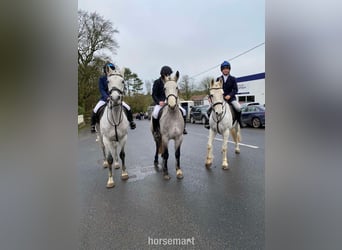 Connemara, Gelding, 5 years, 14,2 hh, Gray