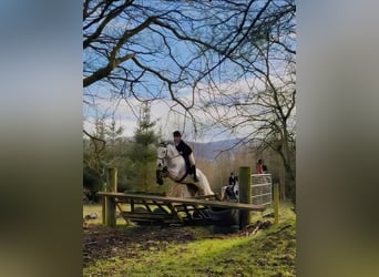 Connemara, Gelding, 5 years, 14,2 hh, Grey