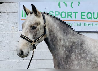 Connemara, Gelding, 5 years, 14,3 hh