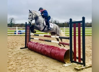 Connemara, Gelding, 5 years, 14,3 hh, Grey-Dapple