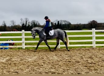 Connemara, Gelding, 5 years, 14,3 hh, Grey-Dapple