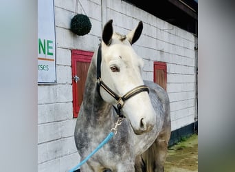 Connemara, Gelding, 5 years, 14,3 hh, Grey-Dapple