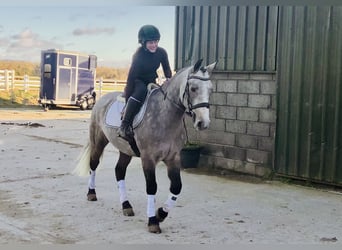 Connemara, Gelding, 5 years, 14,3 hh, Grey