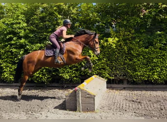 Connemara, Gelding, 5 years, 15.1 hh, Bay
