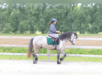 Connemara, Gelding, 5 years, 15.1 hh, Grey-Blue-Tan