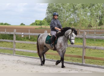 Connemara, Gelding, 5 years, 15.1 hh, Grey-Blue-Tan