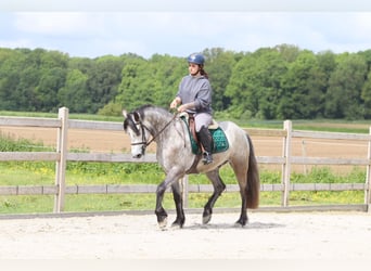 Connemara, Gelding, 5 years, 15.1 hh, Grey-Blue-Tan