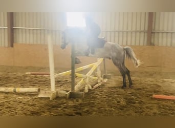 Connemara, Gelding, 5 years, 15,2 hh, Gray