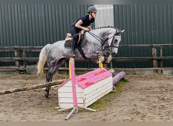 Connemara, Gelding, 5 years, 15.2 hh, Grey-Dapple