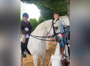 Connemara, Gelding, 5 years, 15.2 hh, Grey