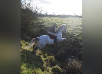 Connemara, Gelding, 5 years, 15.2 hh, Grey