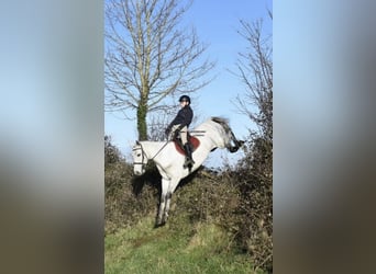 Connemara, Gelding, 5 years, 15.2 hh, Grey