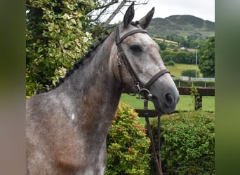 Connemara, Gelding, 5 years, 15 hh, Gray