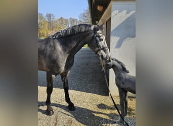 Connemara, Gelding, 5 years, 15 hh, Grey-Dark-Tan