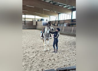 Connemara, Gelding, 5 years, 15 hh, Tobiano-all-colors