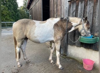 Connemara, Gelding, 5 years, 15 hh, Tobiano-all-colors