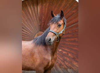 Connemara, Gelding, 5 years, 15,1 hh, Brown