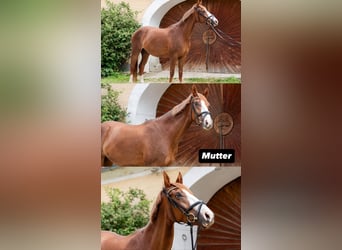 Connemara, Gelding, 5 years, 15,1 hh, Brown