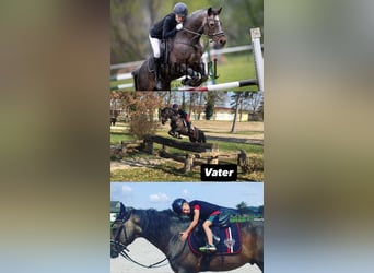 Connemara, Gelding, 5 years, 15,1 hh, Brown