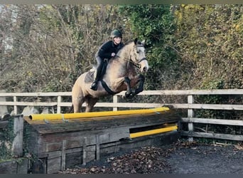 Connemara, Gelding, 5 years, 15,1 hh, Dun
