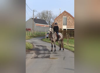 Connemara, Gelding, 5 years, 15,1 hh, Grey-Blue-Tan
