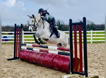 Connemara, Gelding, 5 years, 15,1 hh, Grey